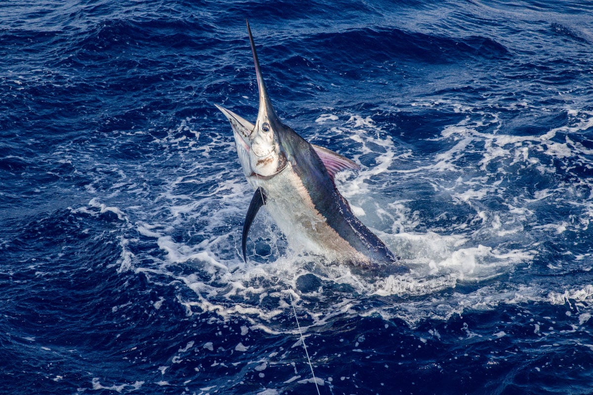 Carolina Billfish Tournament Season Is Here! Yachts360